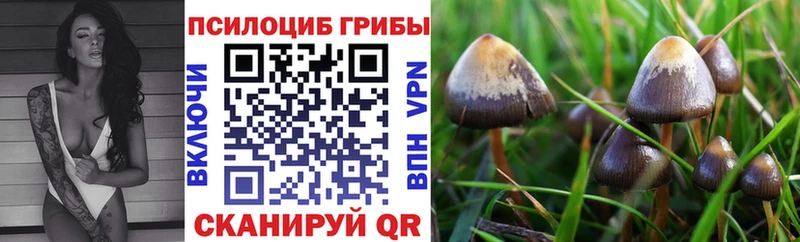 Галлюциногенные грибы Psilocybe  Кропоткин 